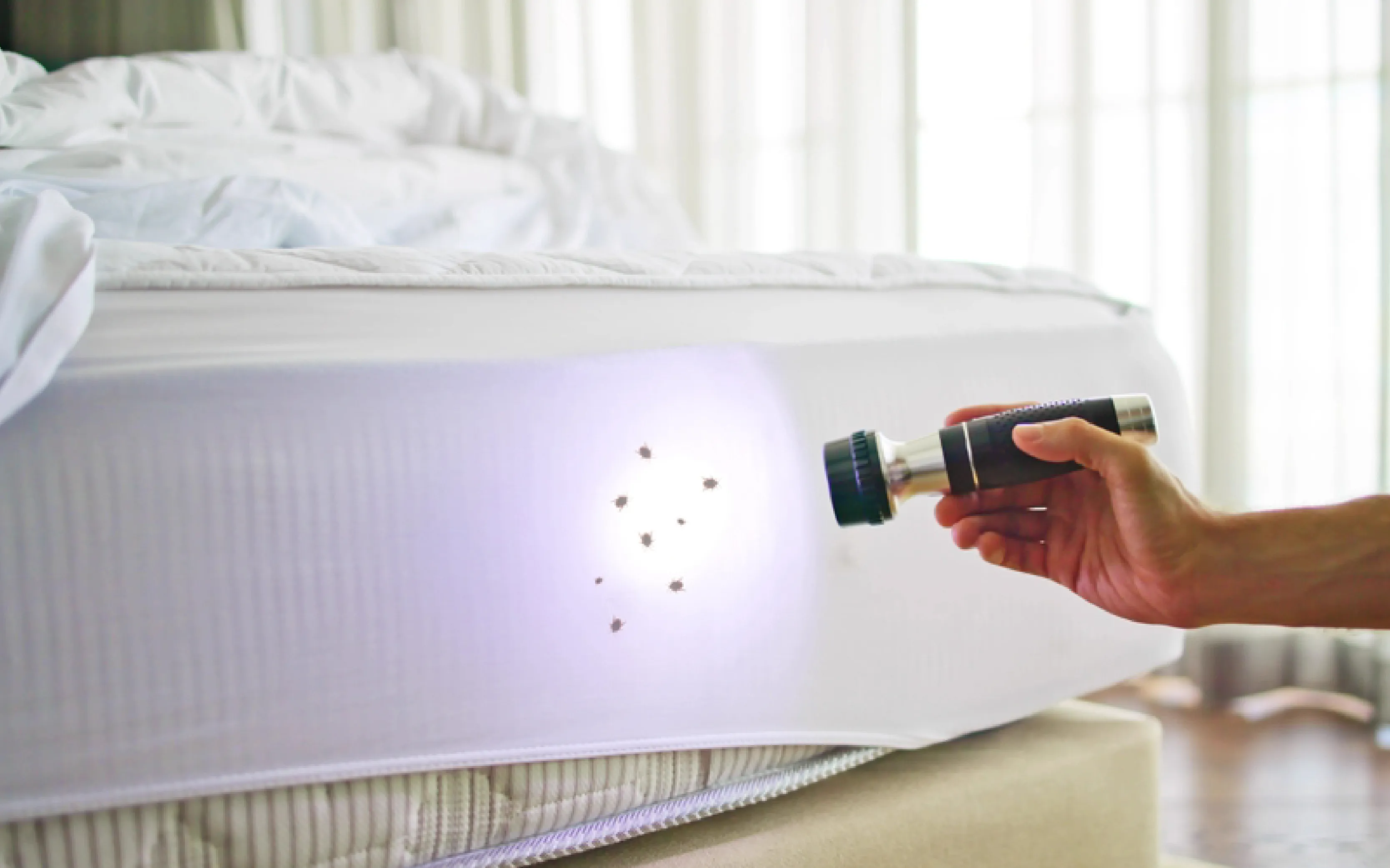 carpet cleaners in Nassau, carpet cleaning in Nassau, carpet cleaning nassau, carpet cleaners in nassau,  commercial carpet cleaning, commercial carpet cleaning in nassau,carpet cleaning in nassau,  nassau rug cleaners, rug cleaning services in nassau, same day carpet cleaning, same day rug cleaning